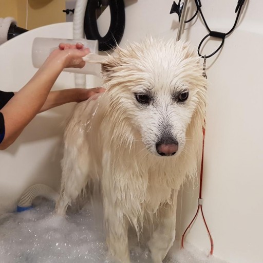 Baño básico para perros [1]