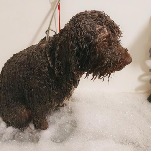 Baño básico para perros [3]