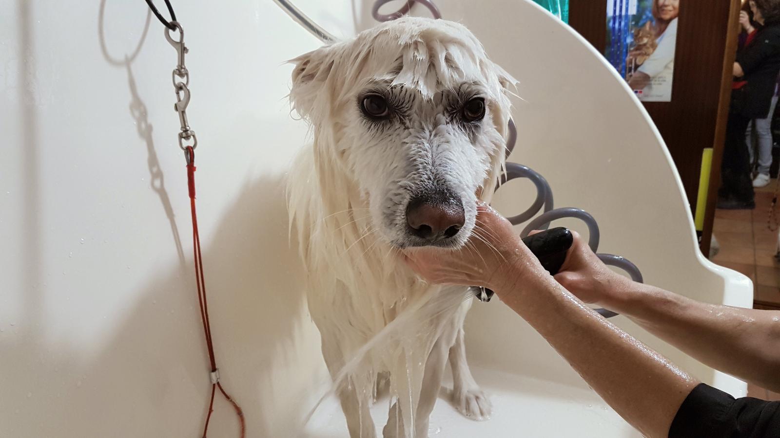 Baño básico para perros