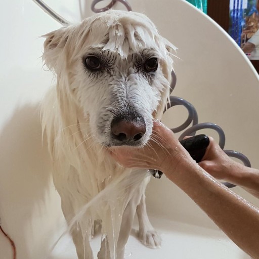 Baño básico para perros [0]