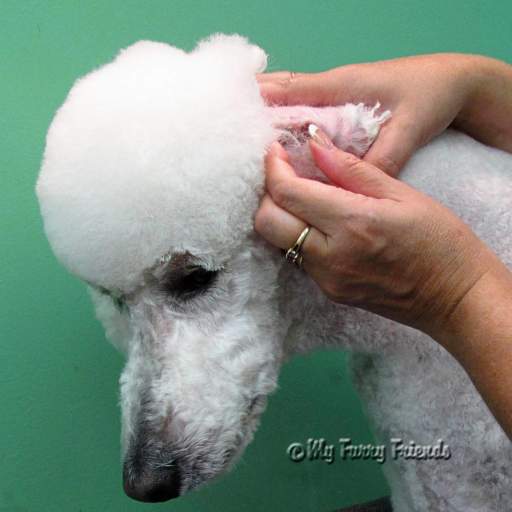 Plucking y Baño [0]