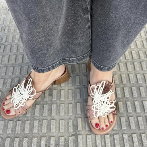 Mule Delova tricolor [1]