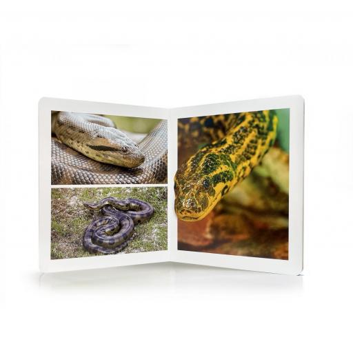 Libro infantil Nowordbooks de fotografía sobre Los Animales de la Selva. Gran Formato. [1]