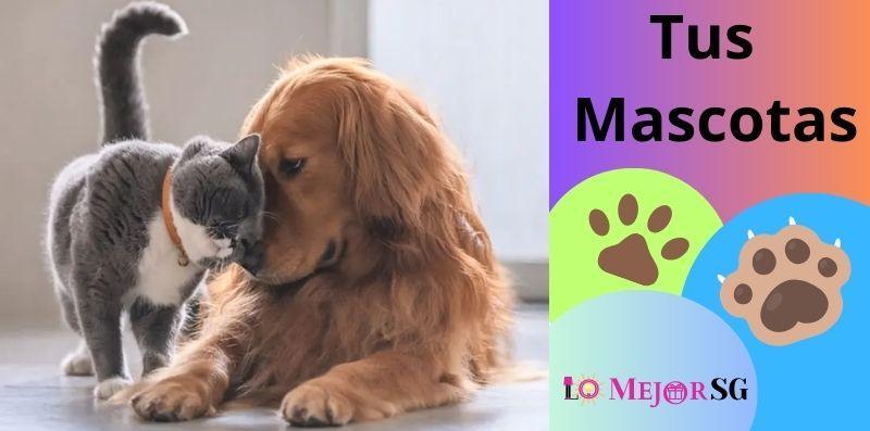 Tus Mascotas