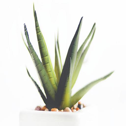 Car Aloe vera [1]