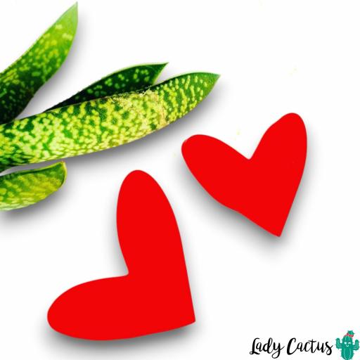 Pendientes Maxi Corazones Rojos Lady Cactus [5]