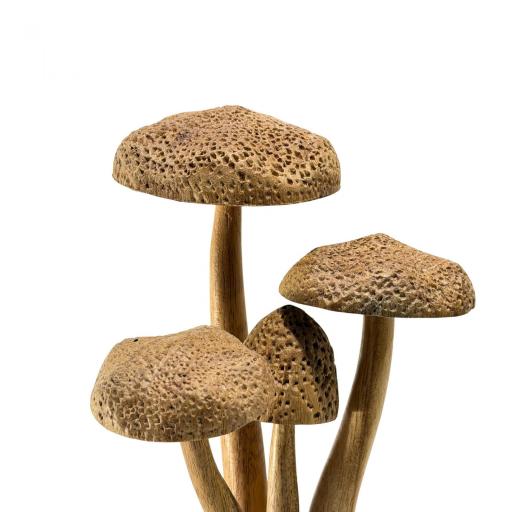 Setas de madera [1]