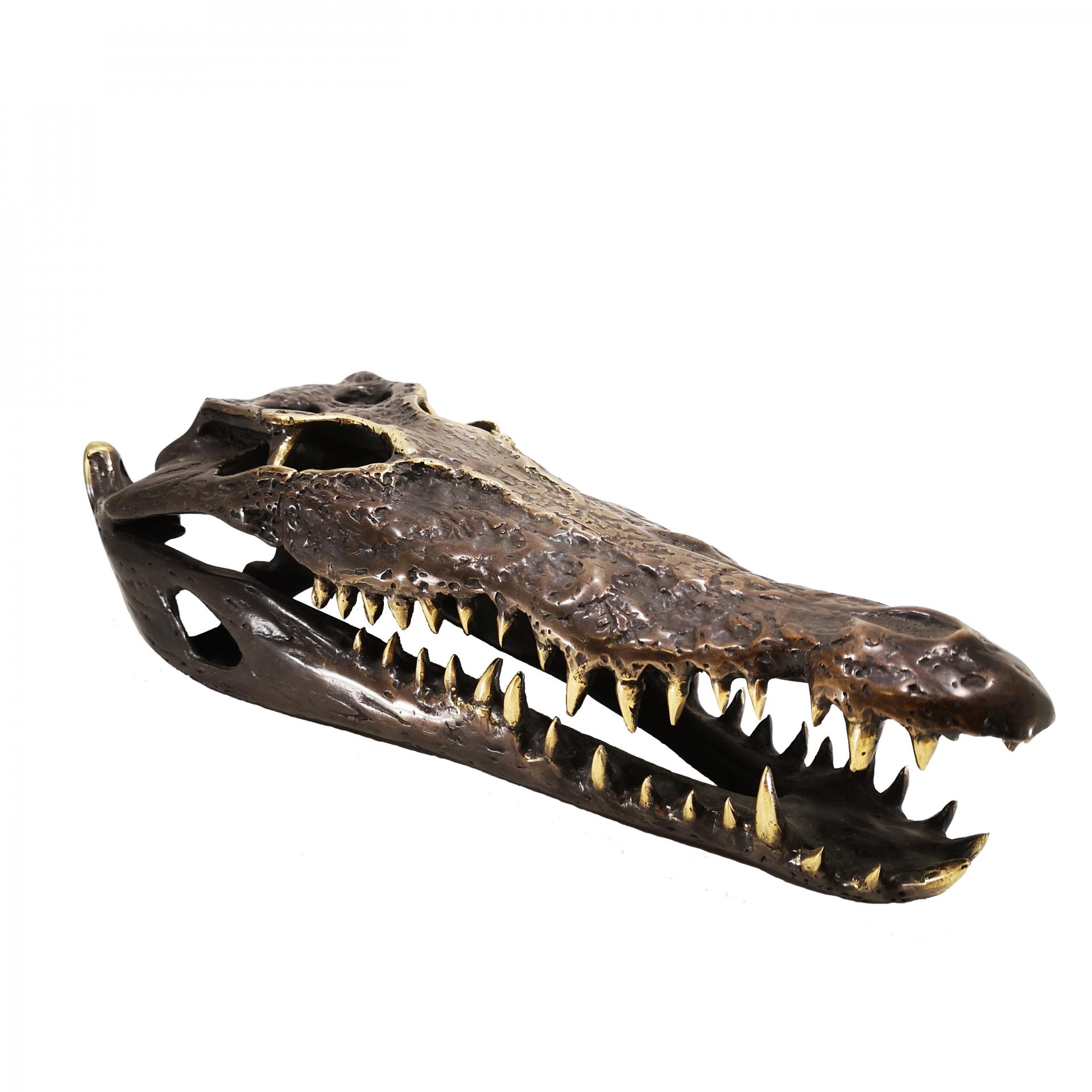 Cráneo de cocodrilo de bronce - 37cm