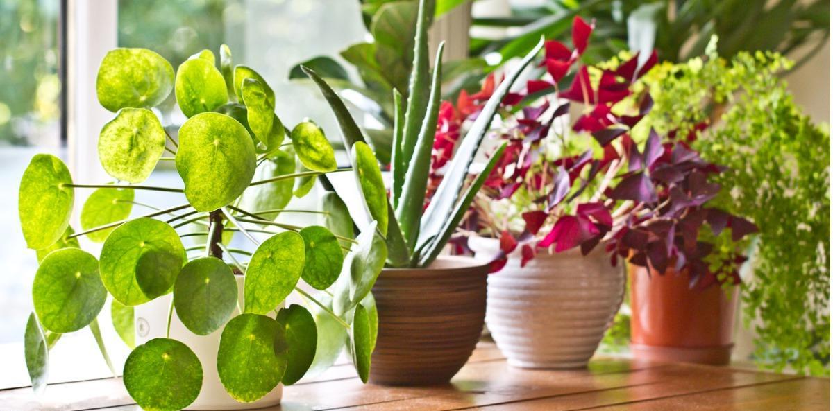 Abonos para plantas