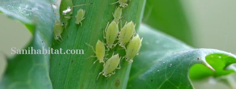Pulgón en las plantas
