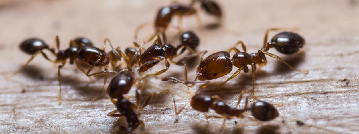 Insecticidas para hormigas