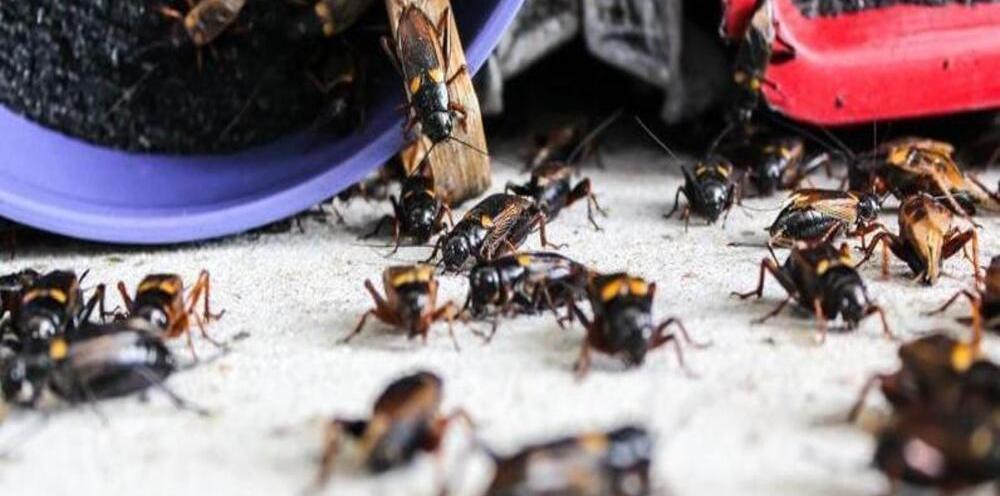 Plaguicidas e insecticidas domésticos