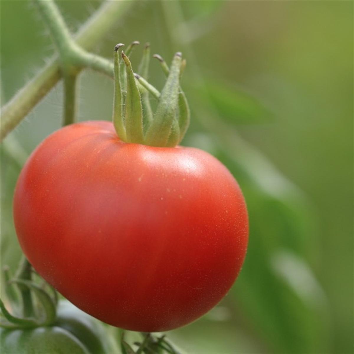 Semillas de tomate ecológico Bloody Butcher