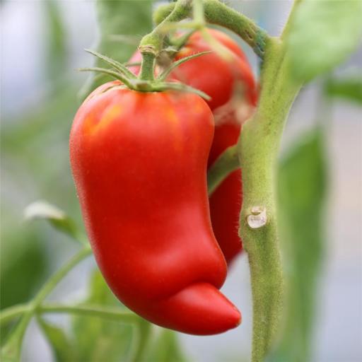 Semillas Ecológicas de Tomate Andine Cornue [2]