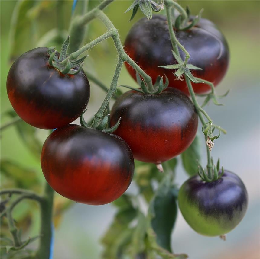 Semillas de tomate ecológico Coktail Blue