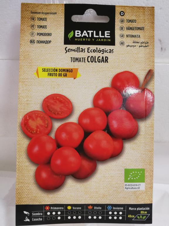 Semillas de tomate de colgar ecológico