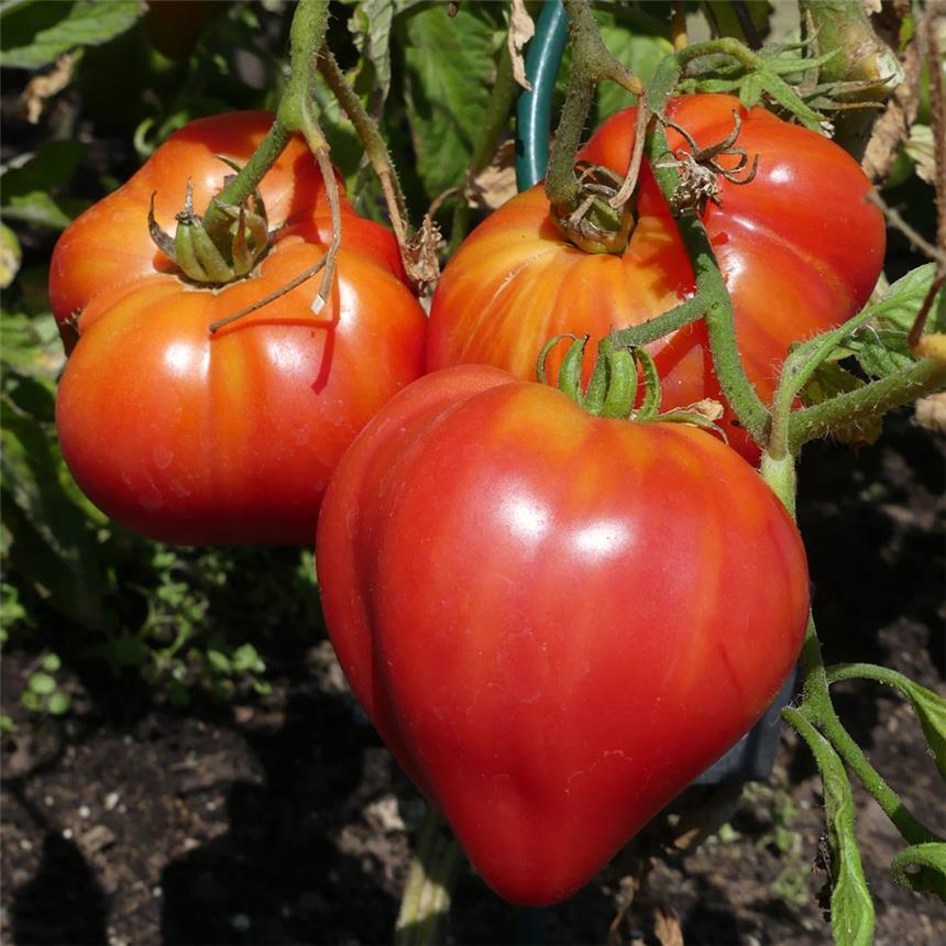 Semillas Ecológicas de Tomate Coeur