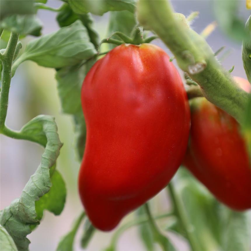 Semillas Ecológicas de Tomate Andine Cornue