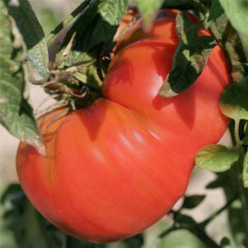 Semillas de tomate ecológico Beefsteak [1]