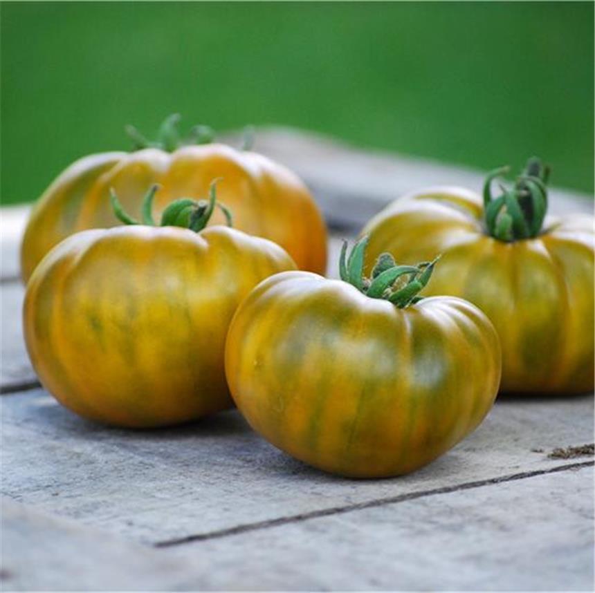 Semillas de tomate ecológico Evergreen