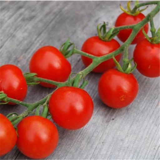 Semillas de tomate ecológico Gardener's Delight
