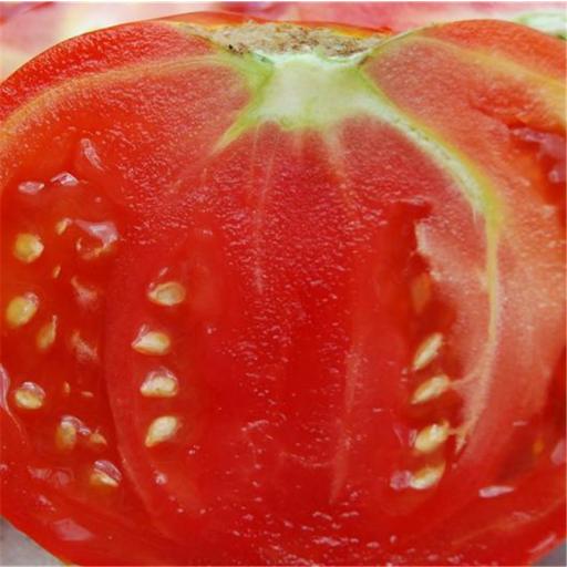 Semillas de Tomate Eco Reine de Sainte Marthe [1]