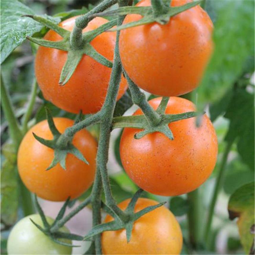 Semillas de tomate ecológico Orange Bourgoin