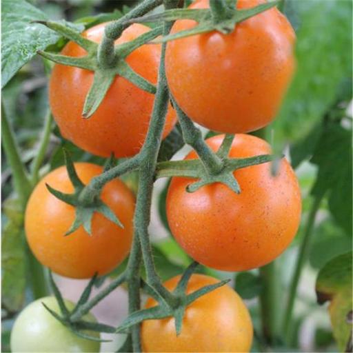Semillas de tomate ecológico Orange Bourgoin [0]