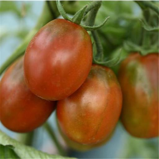 Semillas de Tomate Prune Noire Ecológico [1]