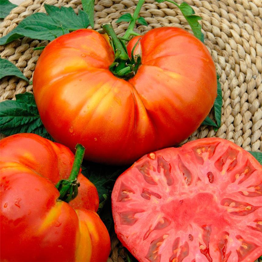 Semillas de tomate ecológico Beefsteak