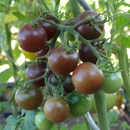Semilla de tomate ecológico Brown Berry [1]