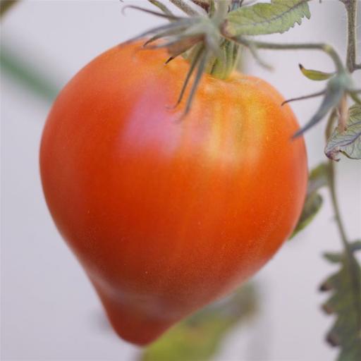 Semillas Ecológicas de Tomate Coeur [1]