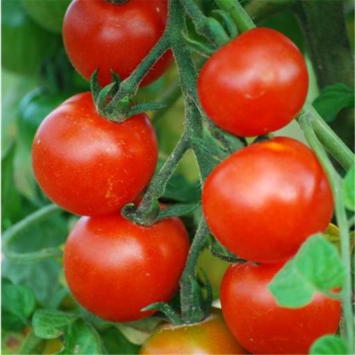 Semillas de tomate ecológico Gardener's Delight [1]