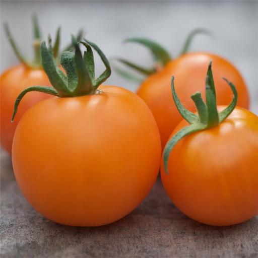 Semillas de tomate ecológico Orange Bourgoin [1]