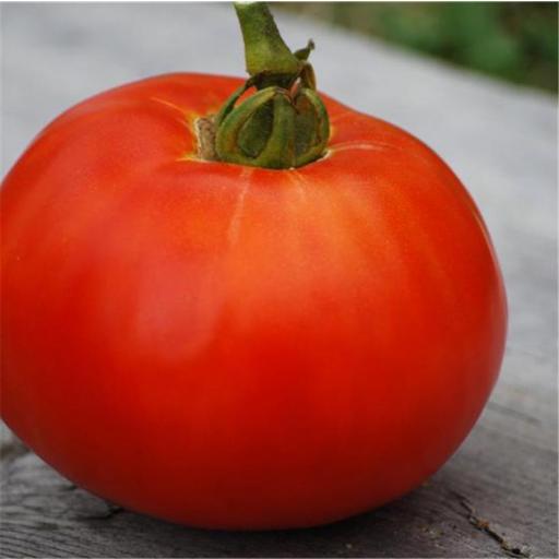 Semillas de Tomate Eco Reine de Sainte Marthe [0]