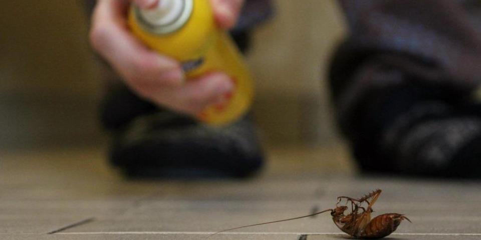 Insecticidas