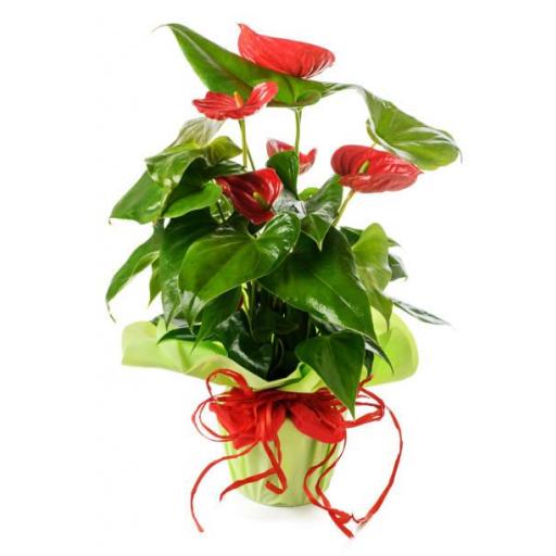 Anthurium