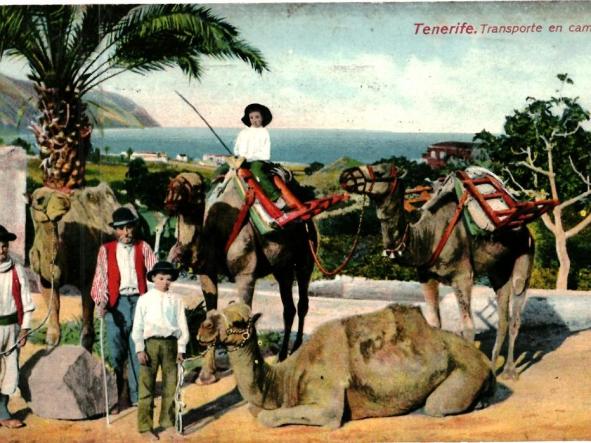 ANTIGUA POSTAL // TENERIFE TRANSPORTE DE CAMELLOS COLOREADA /// UNION POSTAL UNIVERSAL