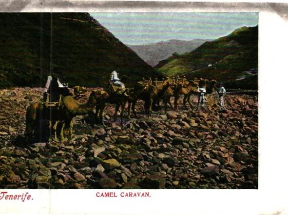 Tenerife, Camel Caravan 2097
