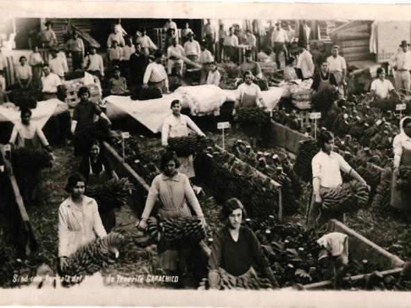 Sindicato Agricola del Norte de Tenerife GARACHICO