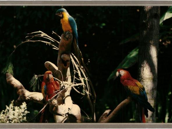 Perroquet Papegaai Parrot / Ara Macaw / Loro Parque Tenerife