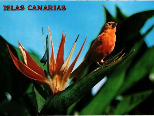 ISLAS CANARIAS - Strelitzia Reginae - Flor típica canaria