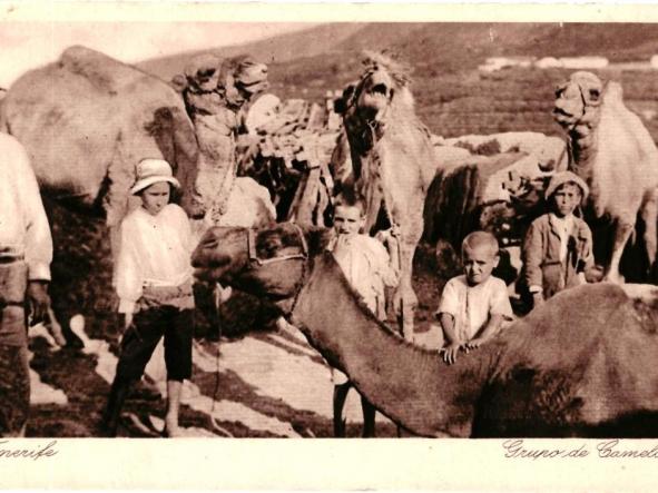 GRUPO DE CAMELLOS - TENERIFE 