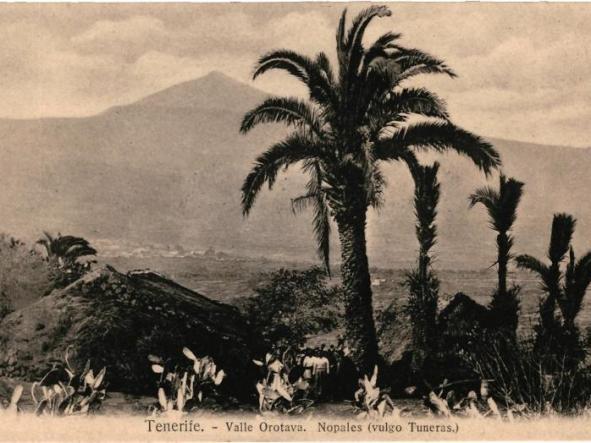 Postal de SANTA CRUZ DE TENERIFE: Valle de Orotava, nopales (Nobrega 's n.18, PVKZ 16030)