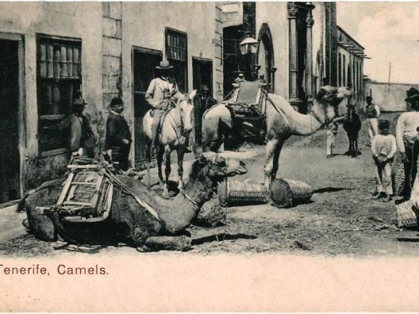 TARJETA POSTAL CAMELS TENERIFE  [0]