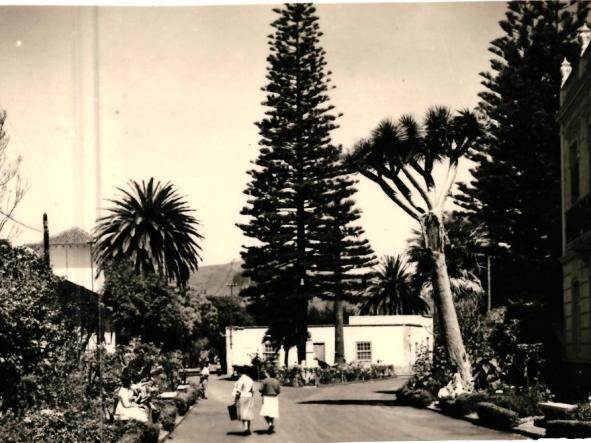 TENERIFE - LA LAGUNA - POSTAL FOTOGRAFICA DE LA PLAZA DE LA JUNTA SUPREMA [0]