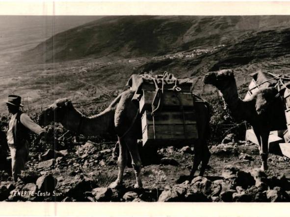 TENERIFE FOTO BAENA COSTA SUR CAMELLOS