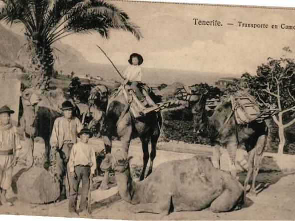 Tenerife - Transporte en Camellos