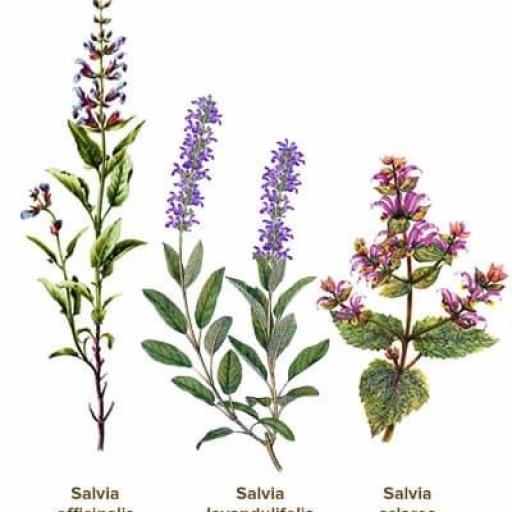 ACEITE ESECIAL DE SALVIA ESPAÑOLA BIO [3]
