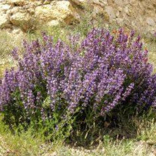ACEITE ESECIAL DE SALVIA ESPAÑOLA BIO [2]
